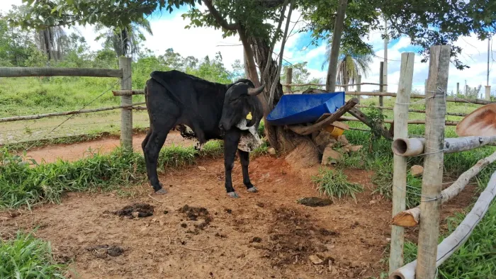 Novilhas gir leiteiro  na hora prontas para pegar cria.