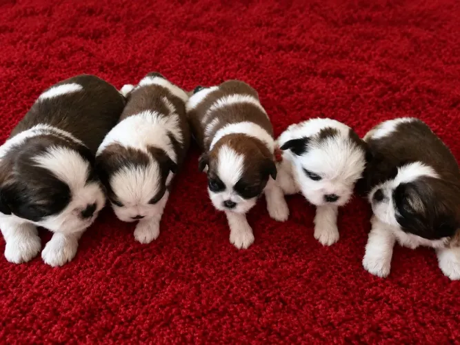 Lindos filhotes raça Shih Tzu