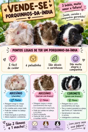 Porquinhos da Índia