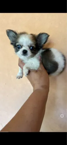 Chihuahua pelo longo vacinado com 50 dias vacinado