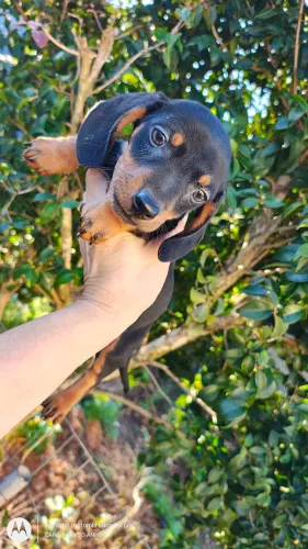 Lindo macho dachshund macho