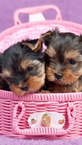 Filhotes de Yorkshire Terrier maravilha que não passa despercebido