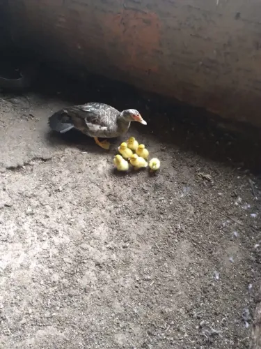Vende-se patos novos