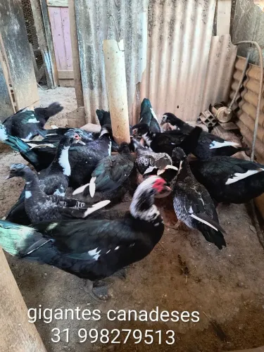 Patos,  21 patos e patas