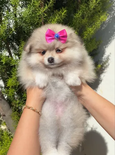 Filhote Spitz alemão fêmea