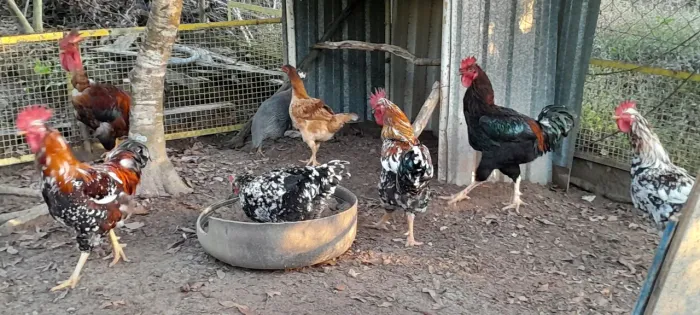 Galo e Galinha GSB