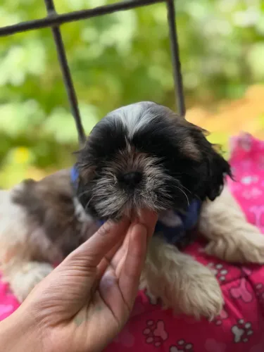 Lindas filhotes de shih tzu macho e fêmea