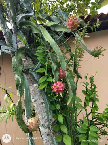 Vende-se Mudas de Pitaya 