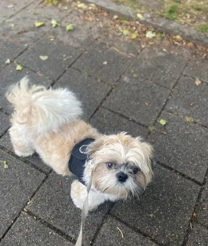 shih tzu adulto para doação