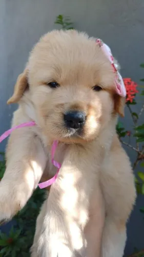 Cães de Raça Pura , Lindos Golden Retriever Porte Americano e Robusto