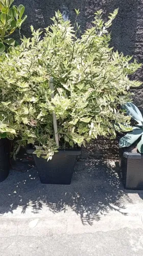 Planta sapatinho de nossa senhora em vasoa 
