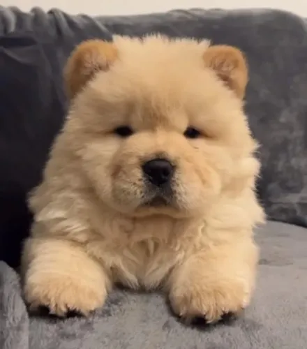 Filhote Chow-chow, A Felicidade Tem Quatro Patas e Está Te Esperando!
