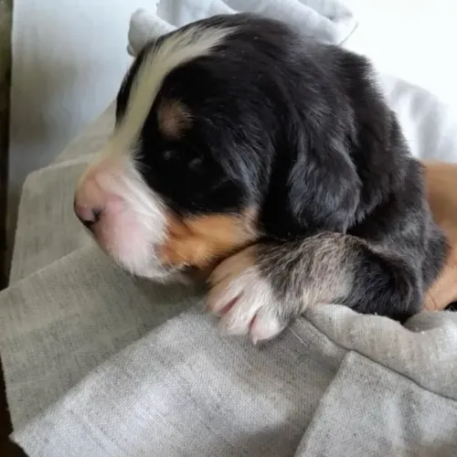 Filhotes de Bernese | Um amigo que chega para alegrar.