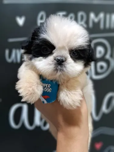 Filhote Macho de Shiztu de olhos verdes e pelo marrom - 10x no cartão