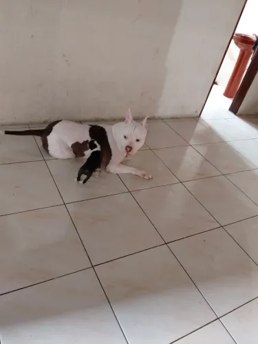 Pitbull pra cruzar