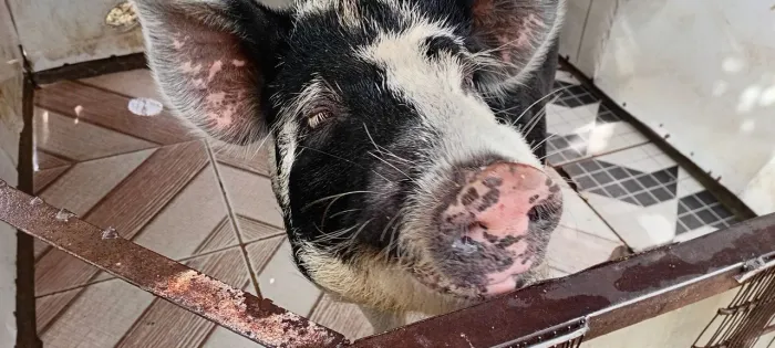Porcos Um Reprodutor e Uma Porca Prenha Casal