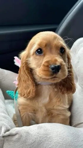 Conheça Nossos Filhotes de Cocker Spaniel | O Companheiro Ideal