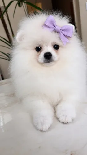 Fêmea Spitz Alemão