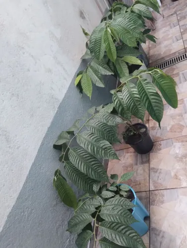 Mudas de atemoias