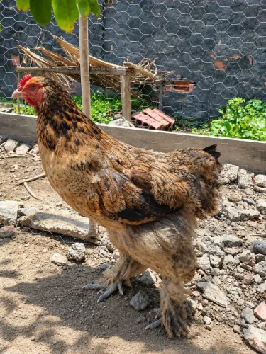 Galinha Brahma perdiz