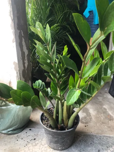 Planta | Zamioculca