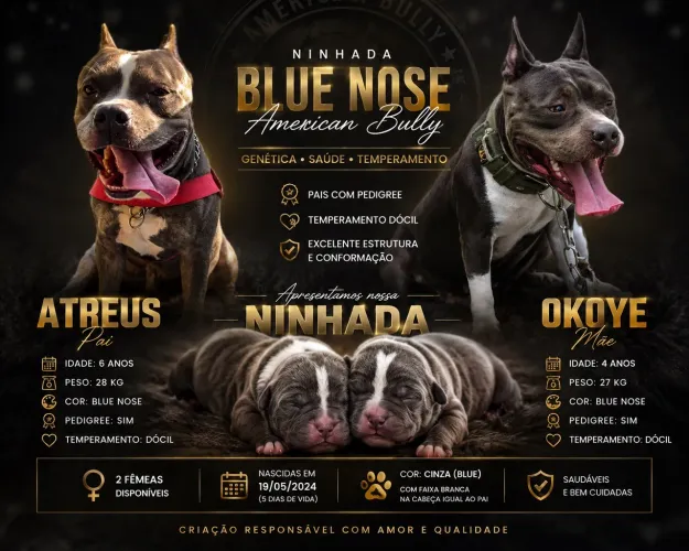 Filhote American Bully