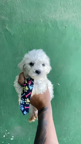 POODLE TOY