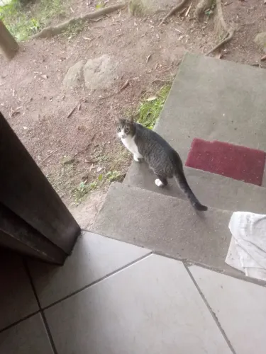 Doa,se 2 gatinhas