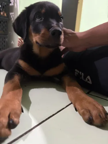 Filhote de Rottweiler