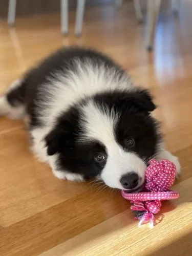 Border collie muito brincalhao
