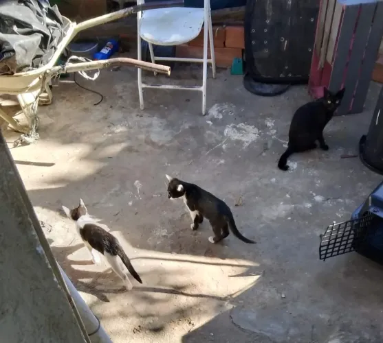 Adoção responsável de 2 filhotes machos.