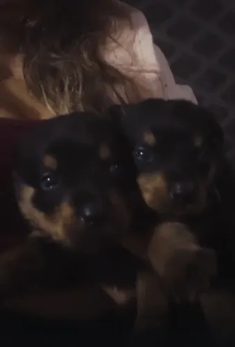 Filhote de rottweiler