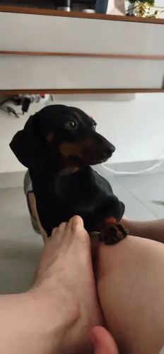 Procuro machinho para minha cofapi