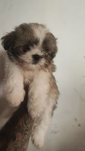 Filhotes de shihtzu - Ótimos para quem busca companhia