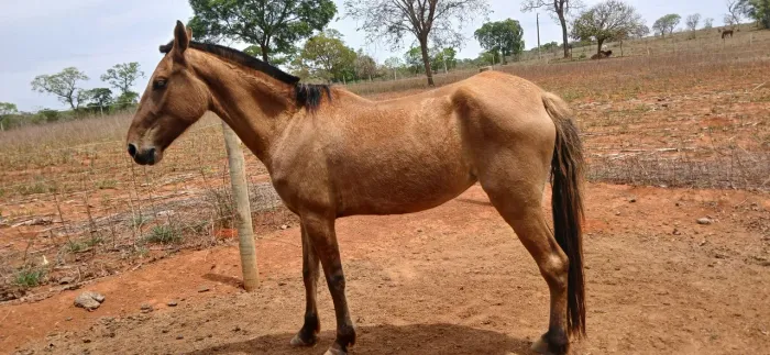 ÉGUA