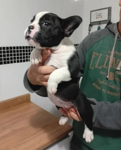 American bully Micro Linda Fêmea 55 dias