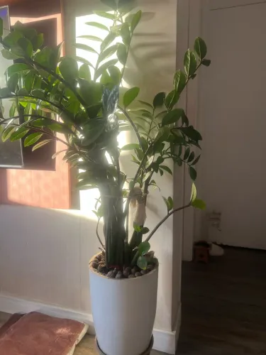 Planta Zamiocuca