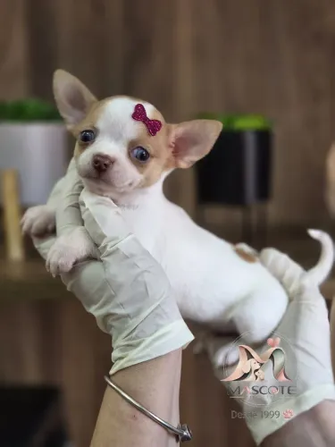 Chihuahua