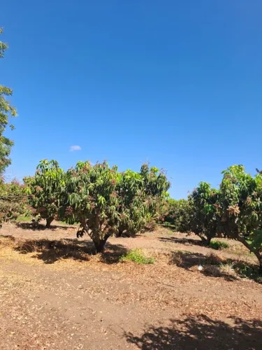 Fazenda no projeto N7, Área com manga produtiva e terras disponíveis para expansão