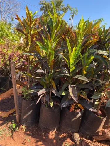 Mudas de croton 