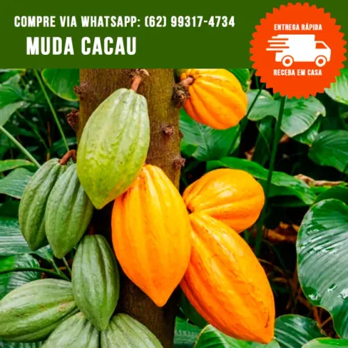 Muda de Cacau Produzindo 