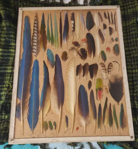 Quadro Decorativo com Penas Naturais de Aves
