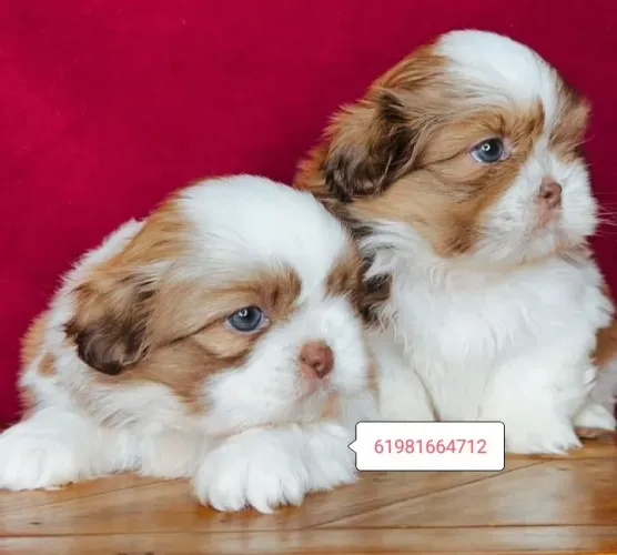 Belos minis shih tzus comuns entvm exóticos 