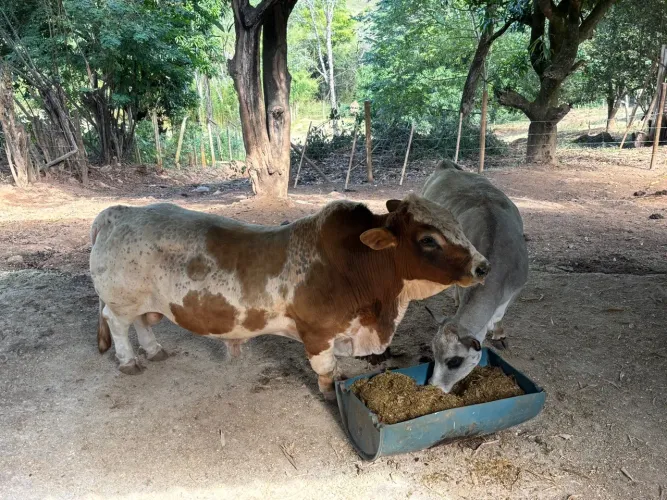 casal de mini boi com bezerro