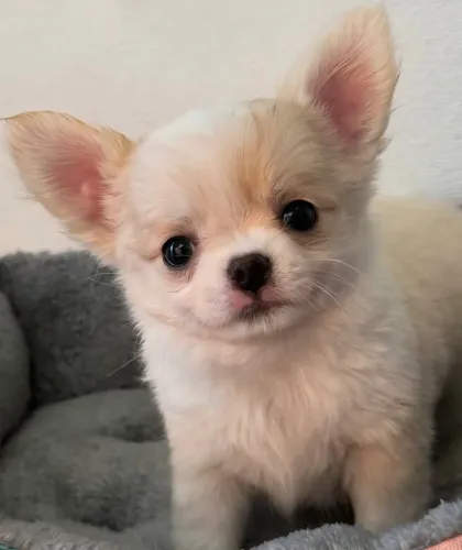 Chihuahua adorável e fofo! Pêlo longo machinho