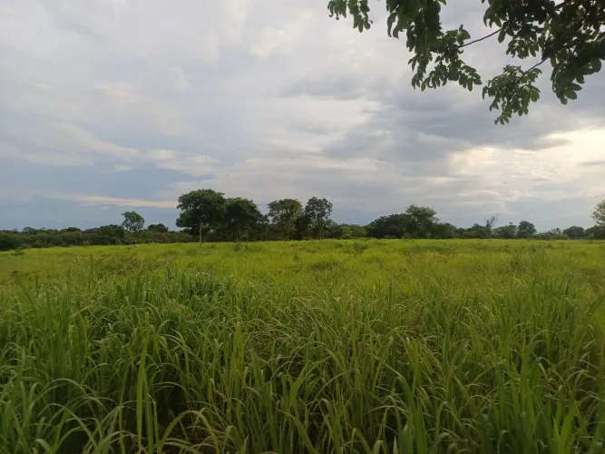 Fazenda em flores de Goiás 