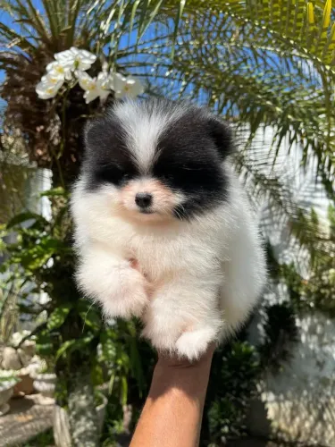 Spitz Alemão filhote bem pequeno.