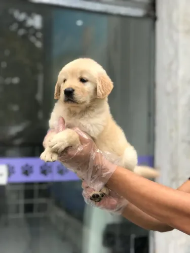 Golden Retriever- Fêmea com 63 dias, vacinada com uma dose da V10 -Dani
