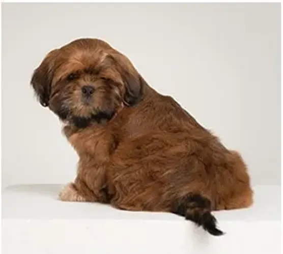 Shih-Tzu Macho Tricolor: Diversão e Carinho em Um Só Pacote!