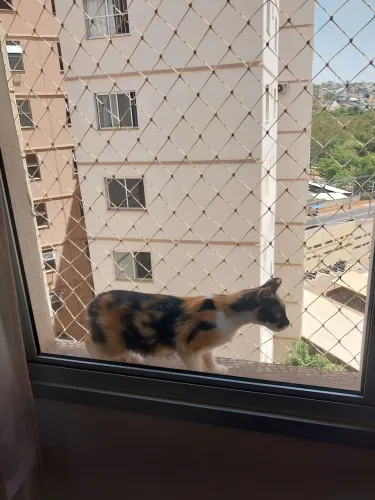 Redes de proteção para gatos e animais domésticos.